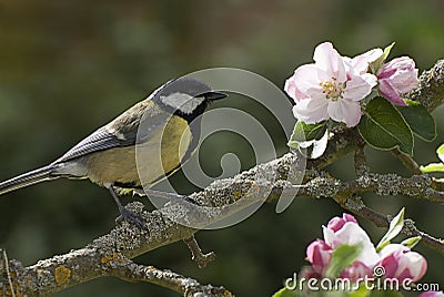 Great Tit on apple tree in blossom Stock Photo