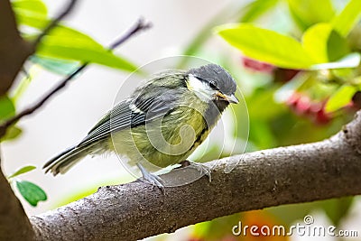 Great tit, baby titmouse Stock Photo