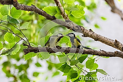 Great tit, baby titmouse Stock Photo