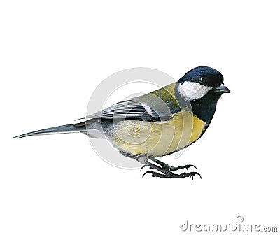 Great Tit bird Stock Photo