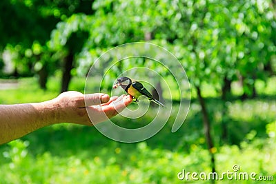 Great tit bird taking seeds from human hand Stock Photo