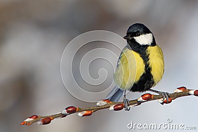 Great Tit on branch. Stock Photo