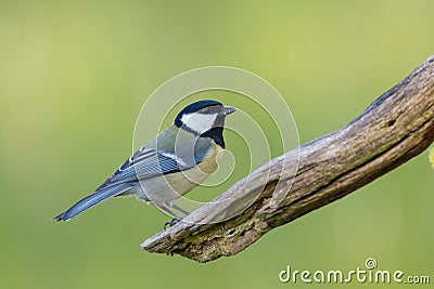 Great tit Stock Photo