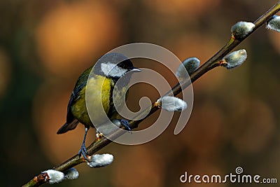 Great Tit on a branch willow catkins Stock Photo