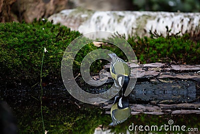 Great Tit drinking water from a tranquil pond Stock Photo