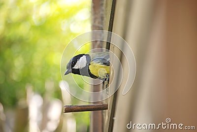 Great tit exiting nest box Stock Photo