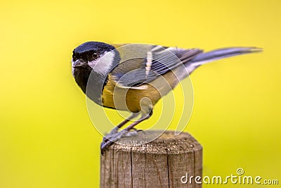 Great tit garden bird perched on pole post Stock Photo