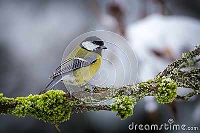 Great tit on a mossy branch Stock Photo