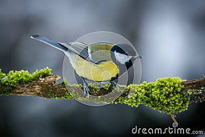 Great tit on a mossy branch Stock Photo