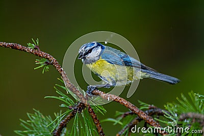 great tit and other mountain forest passerines Stock Photo