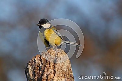 Great Tit - Parus major Stock Photo