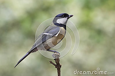 Great Tit - Parus major Stock Photo