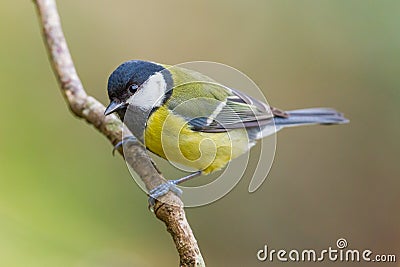 Great Tit, Parus major Stock Photo