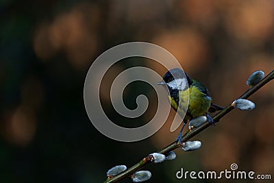 Great Tit on a branch willow catkins Stock Photo