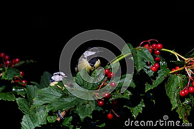 Great tit and Eurasian Blue Tit Stock Photo