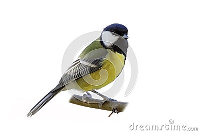 Great tit Stock Photo