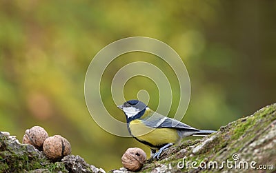 Great Tit Parus Major Looking for Food Before Winter. Stock Photo