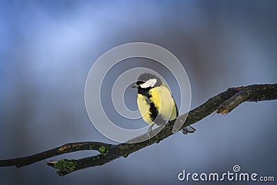 Kohlmeise, Great tit (Parus major) perched on a branch in winter Stock Photo