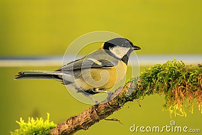 Great tit, Parus major, single bird on mossy branch Stock Photo