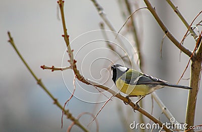 Great Tit Parus major. Single bird perching on a tree branch in a bright January day. Beautiful small bird, looking for a food. Stock Photo