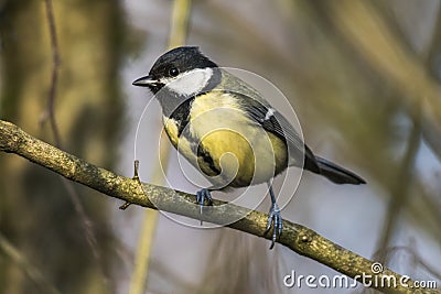 Great tit Parus major Stock Photo