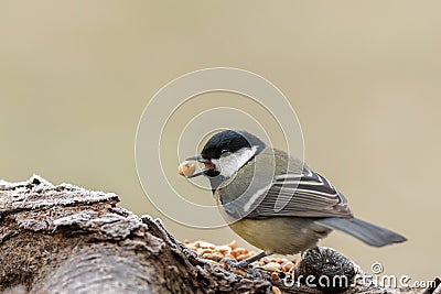 A great tit sitting on a piece of wood Stock Photo