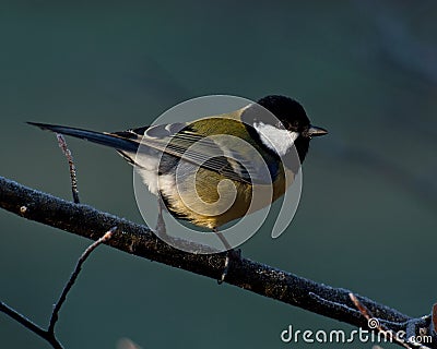 The great tit, Parus major Stock Photo