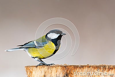 Great tit, Parus major, sitting on winter feeder Stock Photo