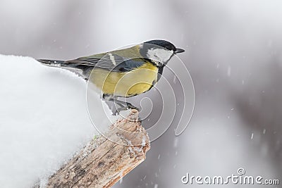 Great tit on a snowy perch in snowfall Stock Photo