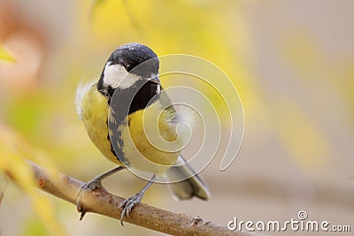 Great tit (Parus major). Stock Photo