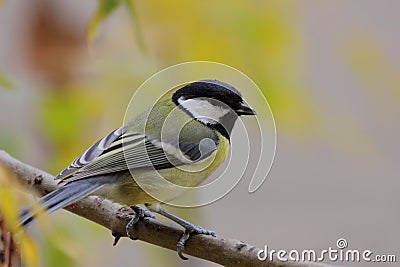 Great tit (Parus major). Stock Photo