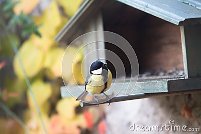 Great tit perched on a birdhouse for biodiversity and ornithology Stock Photo