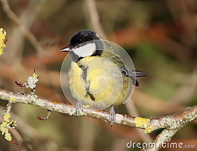 Great tit perched on branch in sunlight Stock Photo