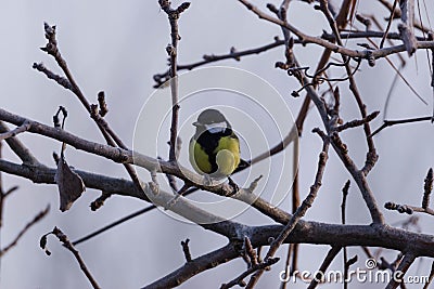 Great Tit perched on a tree branch. Stock Photo