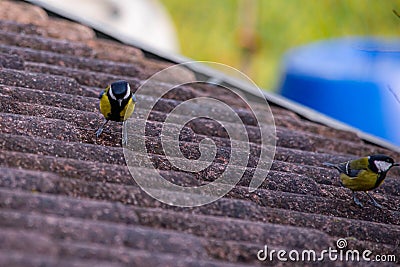 great tit on the roof in search of food, the great tit, belonging to the same family as sparrows, coexists peacefully with humans. Stock Photo