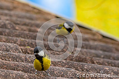 great tit on the roof in search of food, the great tit, belonging to the same family as sparrows, coexists peacefully with humans. Stock Photo