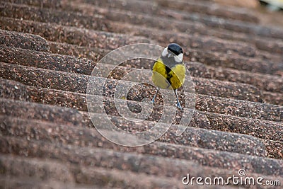 great tit on the roof in search of food, the great tit, belonging to the same family as sparrows, coexists peacefully with humans. Stock Photo