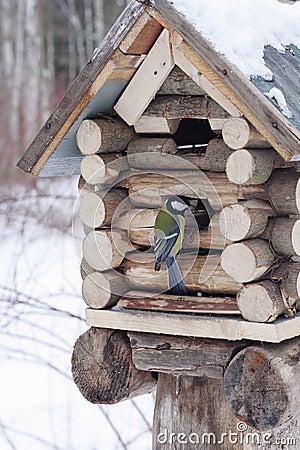 Great tit sits on feeder as small house Stock Photo