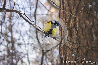 Great tit is sitting on a branch in the forest Stock Photo