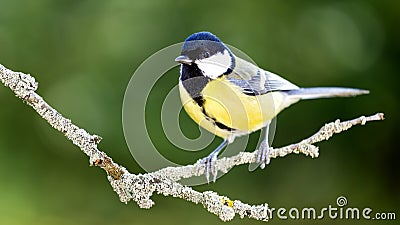 Great tit in the Autumn Forest. Stock Photo