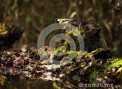 Great Tit standing on a branch in a wood in autumn Stock Photo