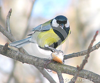 Great titmouse on a branch Stock Photo