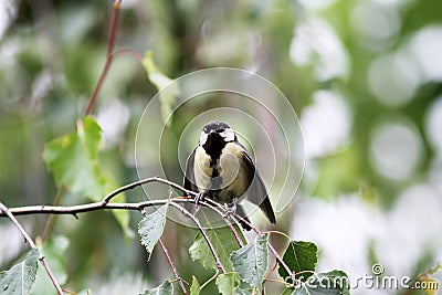 Great titmouse nestling bird sitting on a branch at the beginning springtime Stock Photo