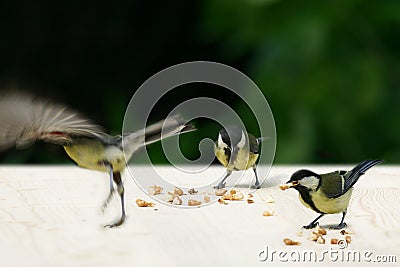 Great tits Stock Photo