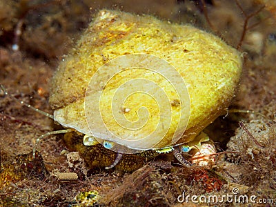 Great top shell, Gibbula magus. Loch Linnhe, Diving, Scottish West Coast Stock Photo