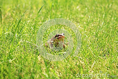 Great Tree Frog Stock Photo