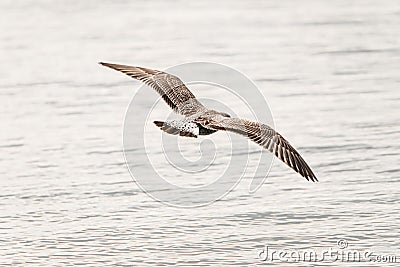 Great view of spotted gull flying in the air Stock Photo