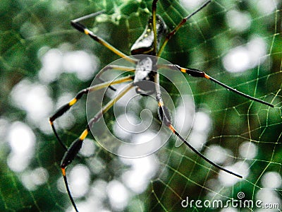 The great weaver Stock Photo