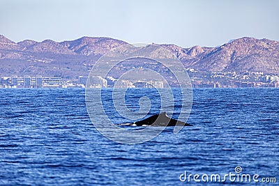 Great whale emerging from the deep sea of the Gulf of California that joins the Sea of Cortez with the Pacific Ocean. Stock Photo