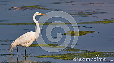 Great White Egret Stock Photo